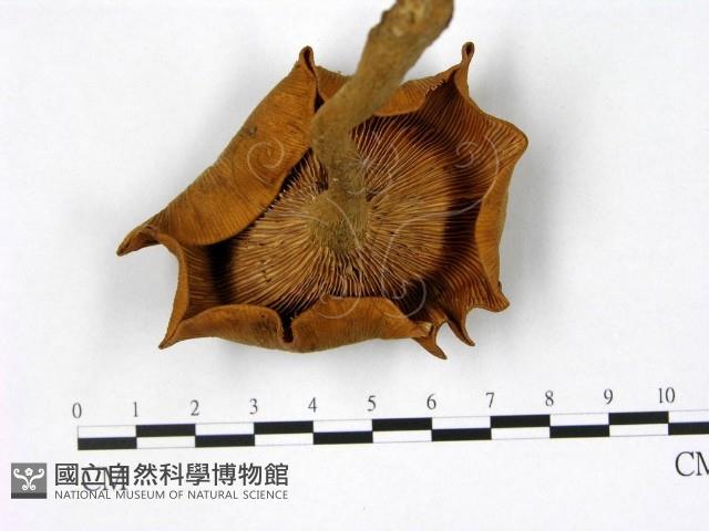 登錄號:F0011043藏品圖，第3張