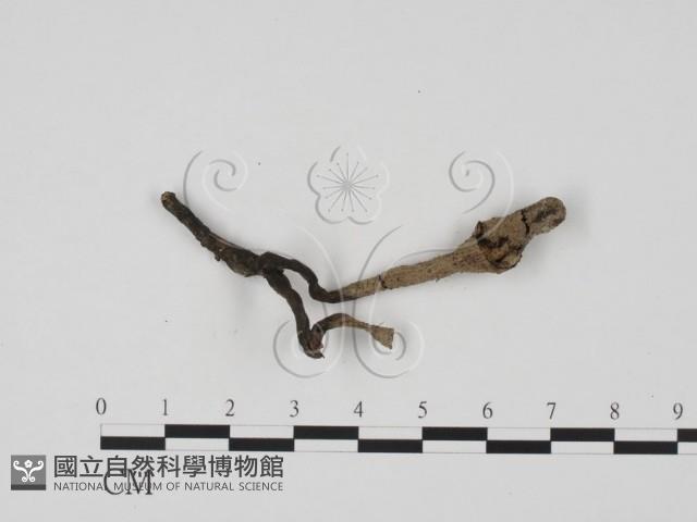 炭角菌屬藏品圖，第3張