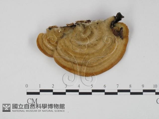 登錄號:F0014043藏品圖，第3張