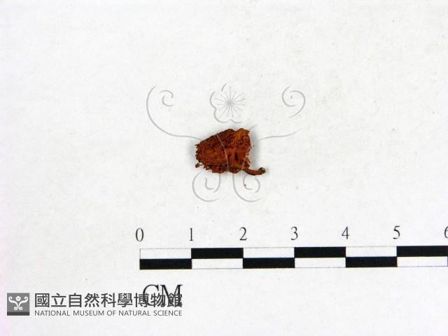 登錄號:F0022043藏品圖，第3張