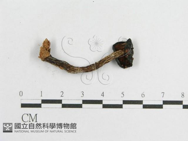登錄號:F0002043藏品圖，第3張