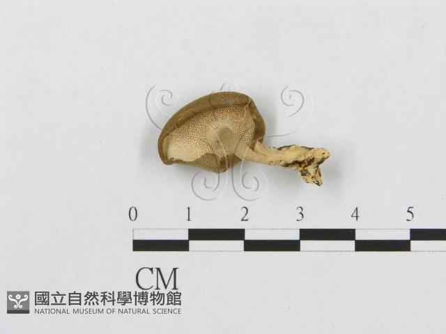 登錄號:F0007043藏品圖，第3張