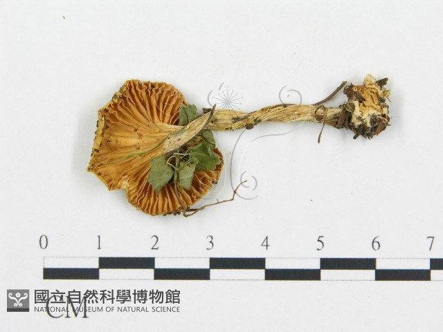 杯傘屬藏品圖，第3張
