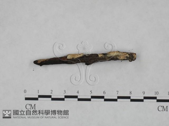 登錄號:F0005043藏品圖，第3張