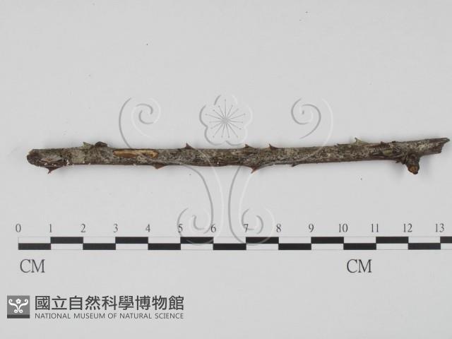 登錄號:F0015043藏品圖，第3張