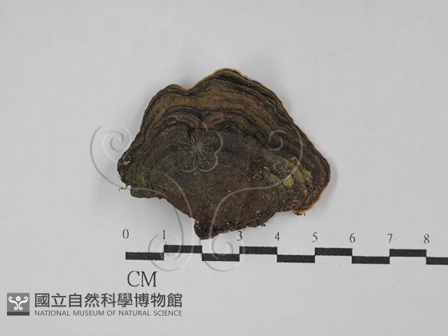 登錄號:F0029043藏品圖，第3張
