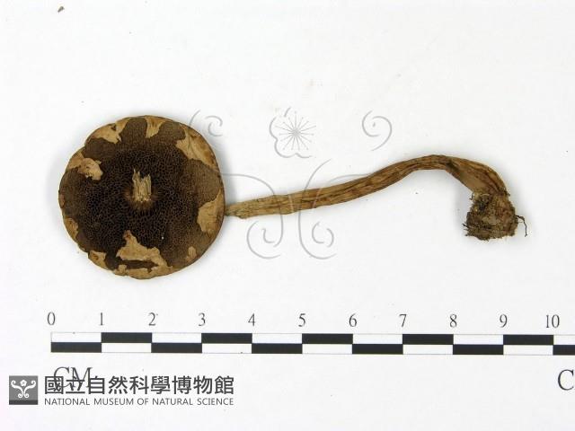 登錄號:F0023043藏品圖，第3張