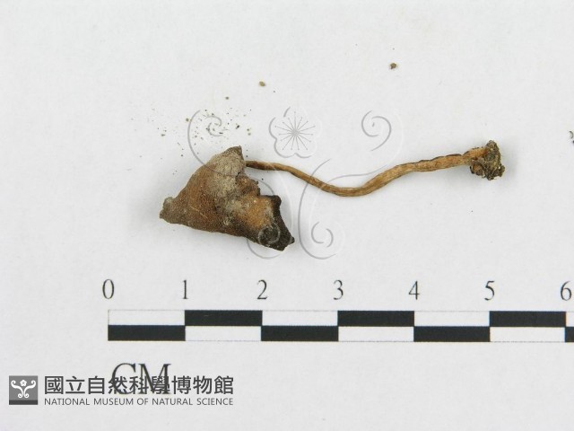 登錄號:F0003043藏品圖，第3張