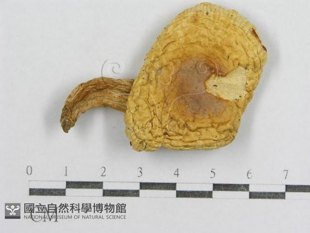 紅菇屬藏品圖，第3張