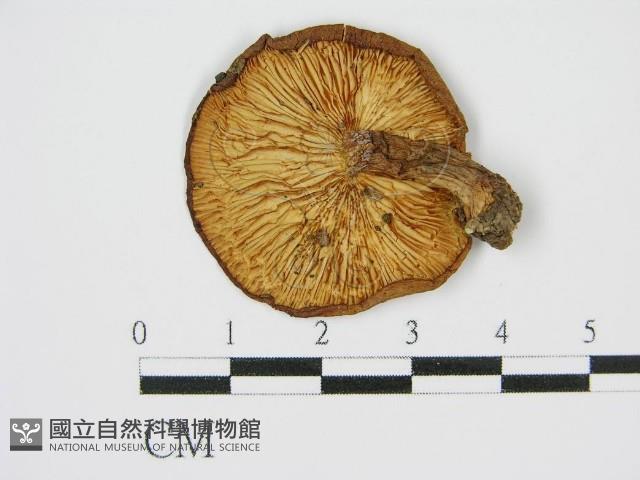 香菇	藏品圖，第3張