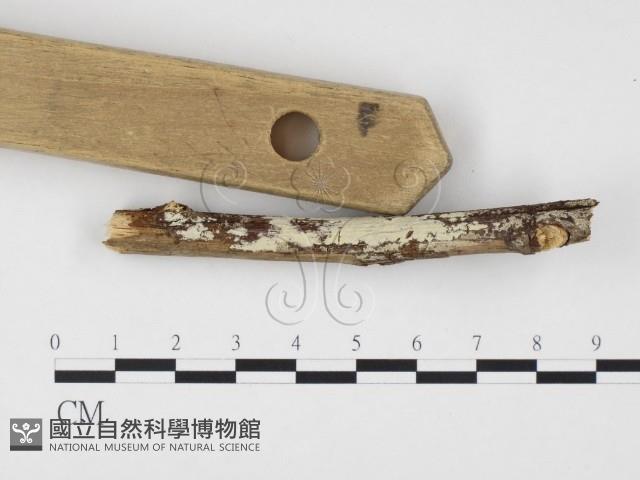 冇骨消絲齒菌藏品圖，第3張
