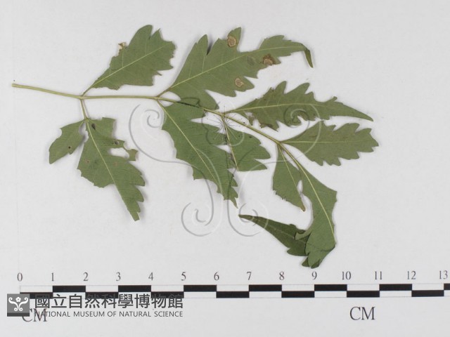登錄號:F0026343藏品圖，第1張