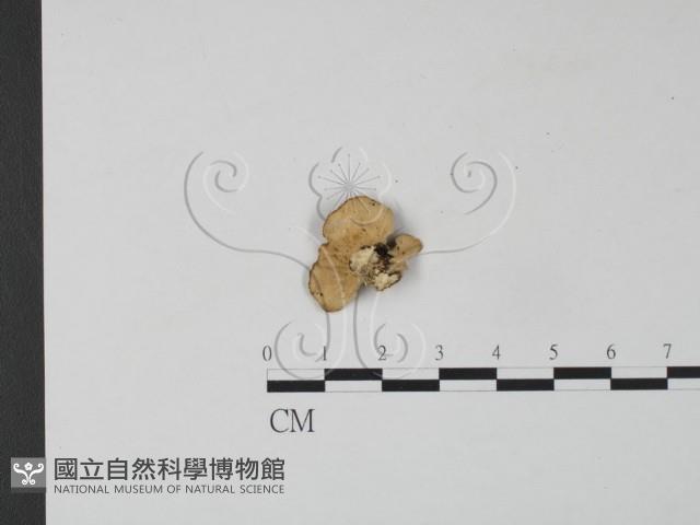 雲芝藏品圖，第3張