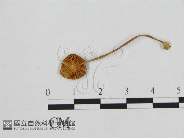 登錄號:F0014343藏品圖，第3張