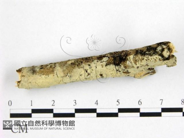 登錄號:F0022343藏品圖，第3張