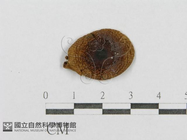 登錄號:F0002343藏品圖，第3張