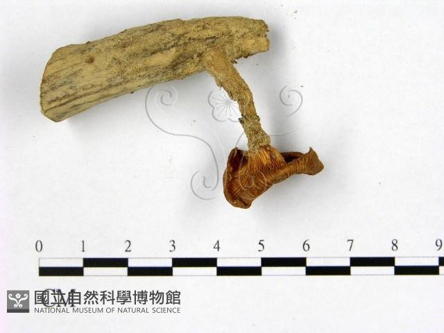 登錄號:F0012343藏品圖，第3張