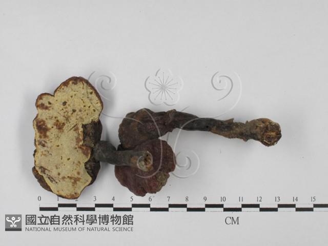 靈芝屬藏品圖，第3張