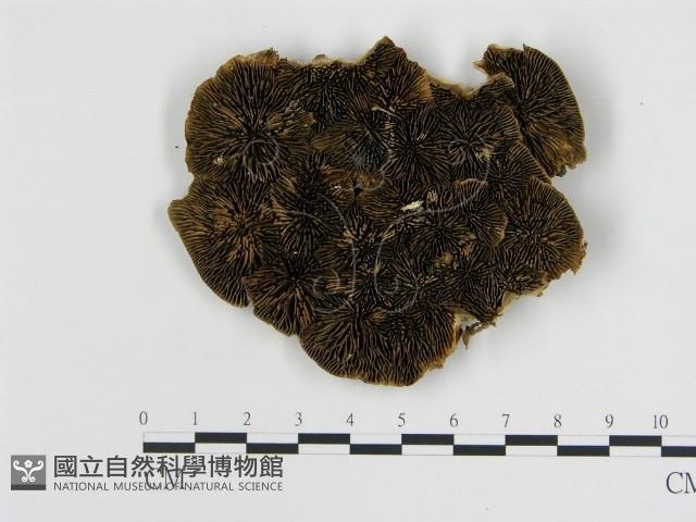 登錄號:F0017343藏品圖，第1張