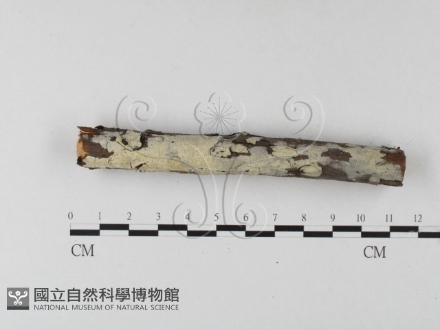 絲齒菌屬藏品圖，第3張