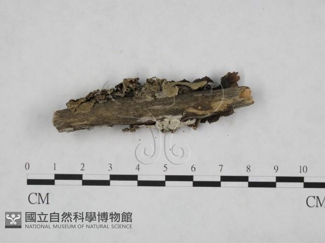 登錄號:F0015343藏品圖，第3張
