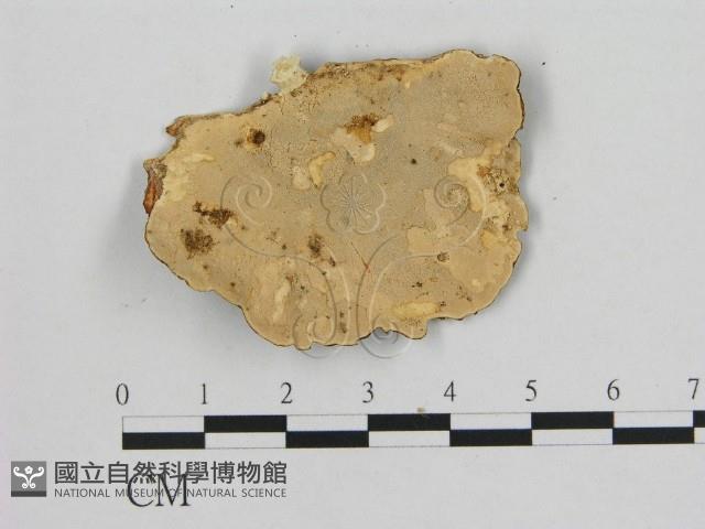 登錄號:F0009343藏品圖，第3張