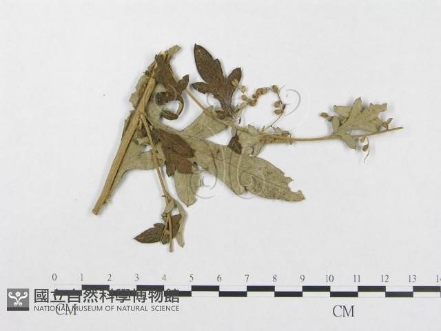 登錄號:F0019343藏品圖，第1張