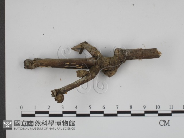 登錄號:F0003343藏品圖，第3張