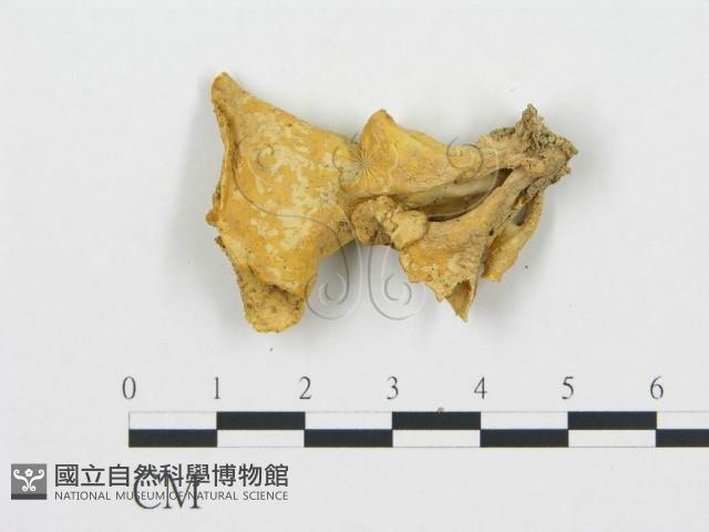 登錄號:F0013343藏品圖，第3張