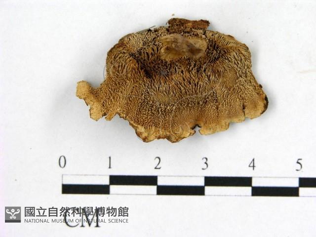 登錄號:F0008233藏品圖，第3張