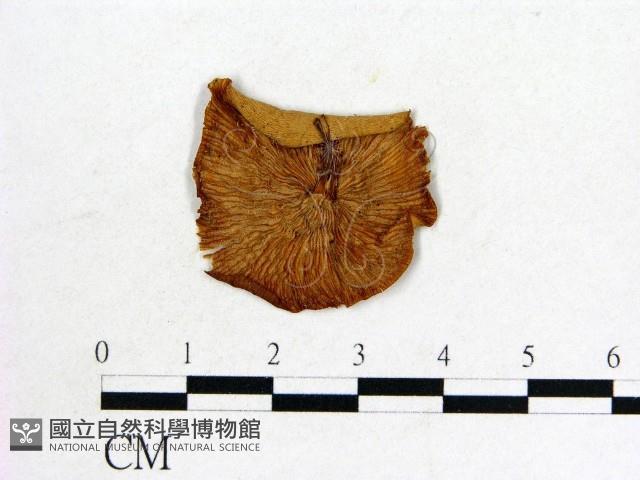 登錄號:F0020233藏品圖，第3張