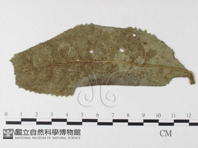 登錄號:F0026233藏品圖，第1張
