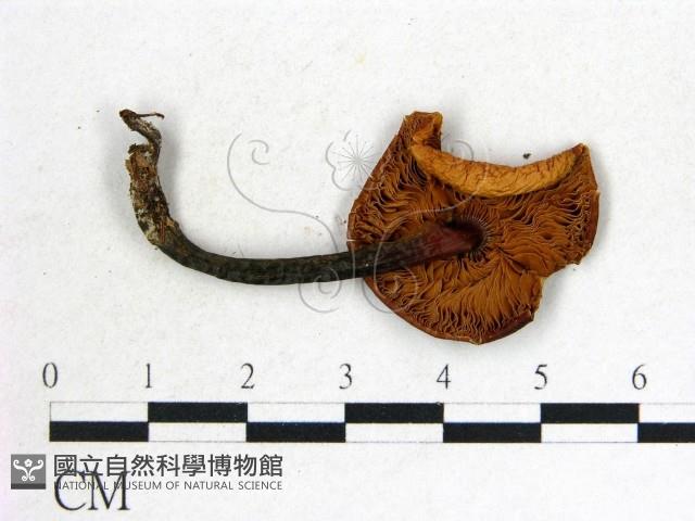 登錄號:F0016233藏品圖，第3張