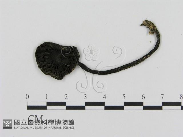 登錄號:F0011233藏品圖，第3張
