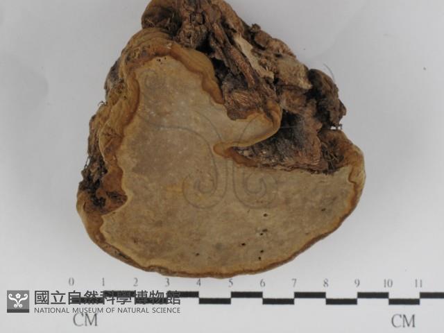 登錄號:F0031233藏品圖，第3張