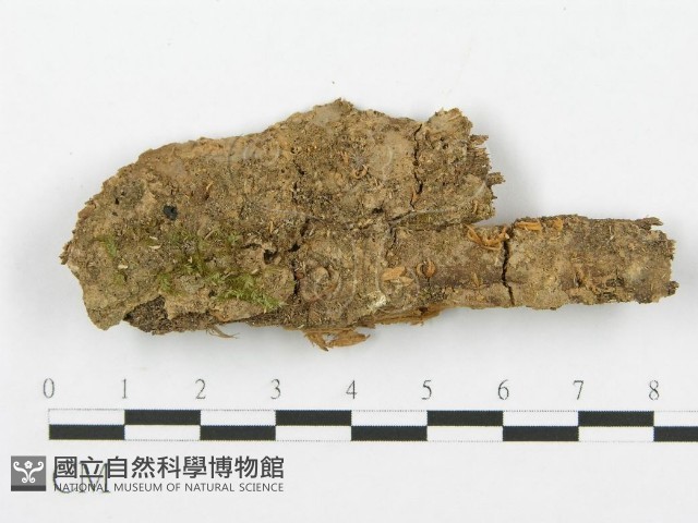 登錄號:F0014233藏品圖，第3張