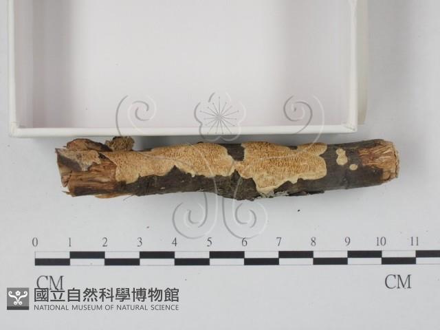 銳孔菌屬藏品圖，第3張