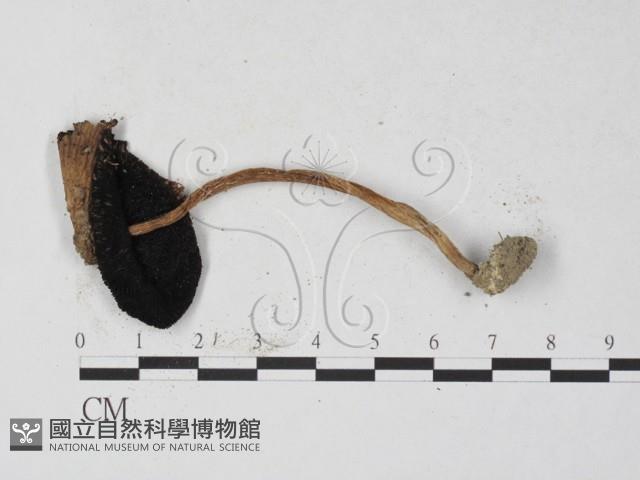 登錄號:F0027233藏品圖，第3張