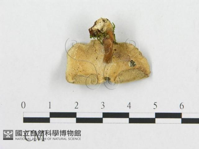登錄號:F0017233藏品圖，第1張