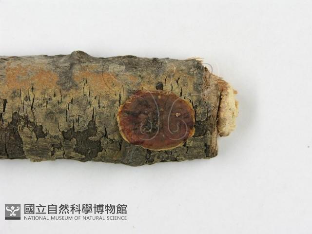 登錄號:F0015233藏品圖，第3張