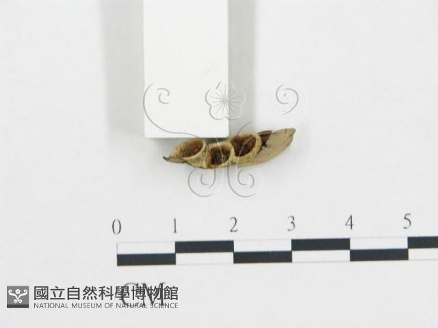 黑蛋巢菌屬藏品圖，第3張