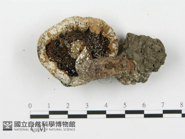 登錄號:F0003233藏品圖，第3張