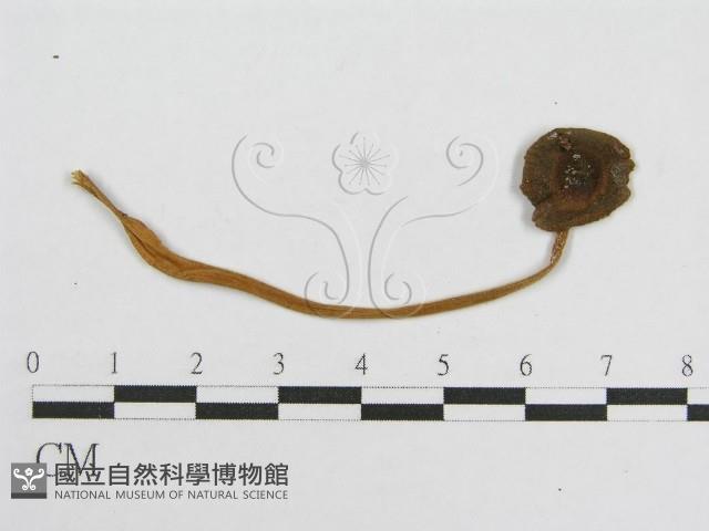 登錄號:F0013233藏品圖，第3張
