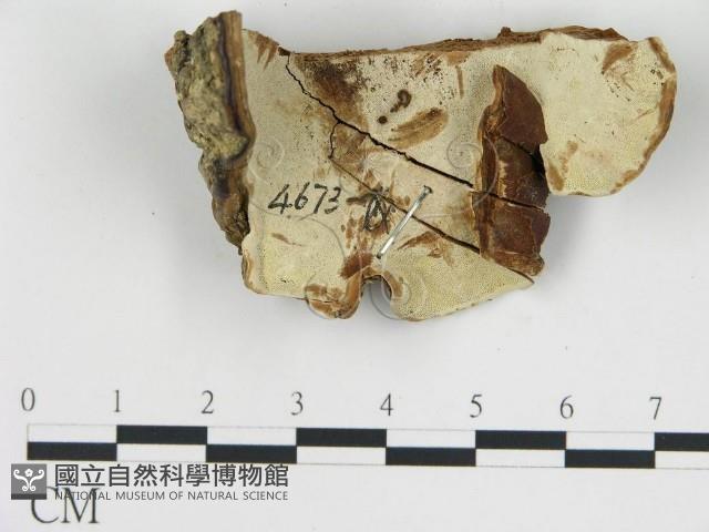 登錄號:F0018833藏品圖，第1張