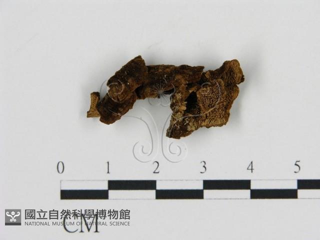 登錄號:F0000833藏品圖，第3張