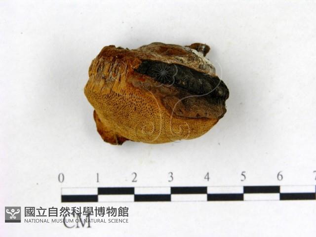 登錄號:F0006833藏品圖，第3張