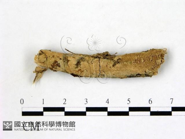登錄號:F0021833藏品圖，第3張