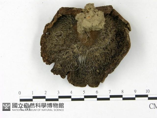 登錄號:F0022833藏品圖，第3張
