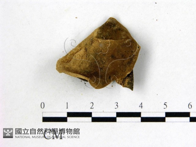 木耳藏品圖，第3張