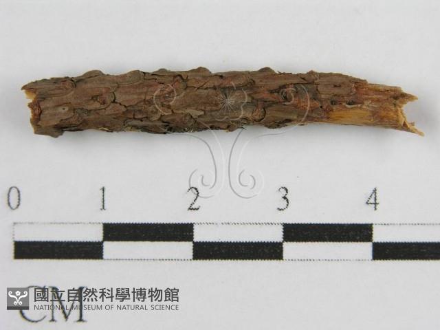 登錄號:F0017833藏品圖，第3張